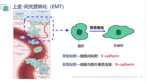 我校学子全国大学生基础医学创新研究暨实验设计大赛喜获一等奖